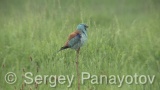 Video of European Roller - European Roller hunting insects in field near to Shabla lake in nest period <a href=